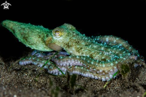 A Callistoctopus luteus, | Starry night octopus