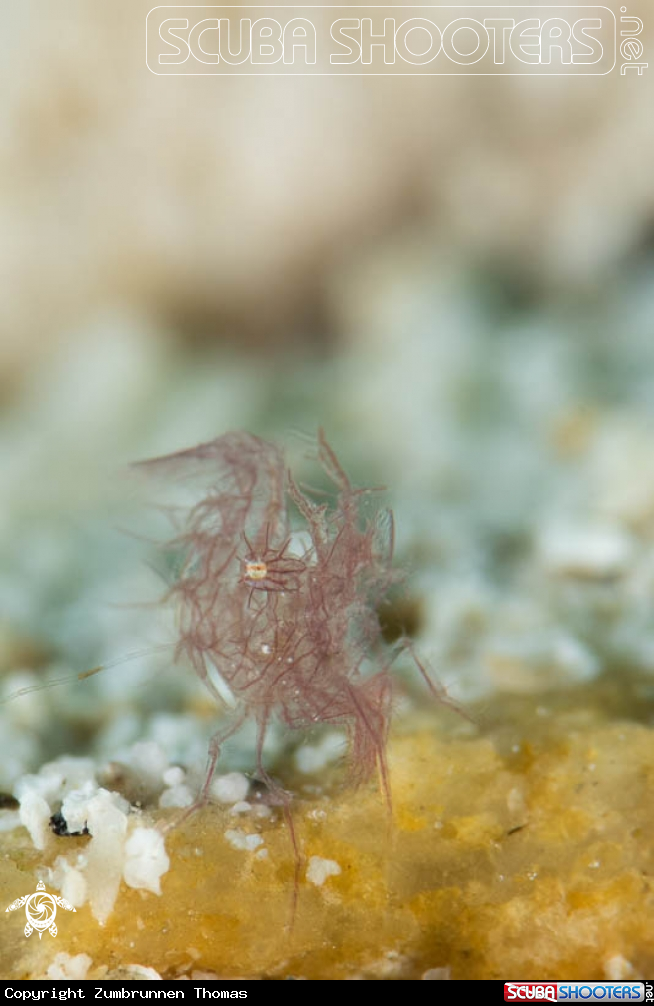 A Hairy Shrimp 