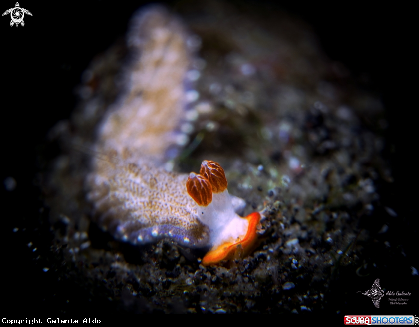 A Seaslug