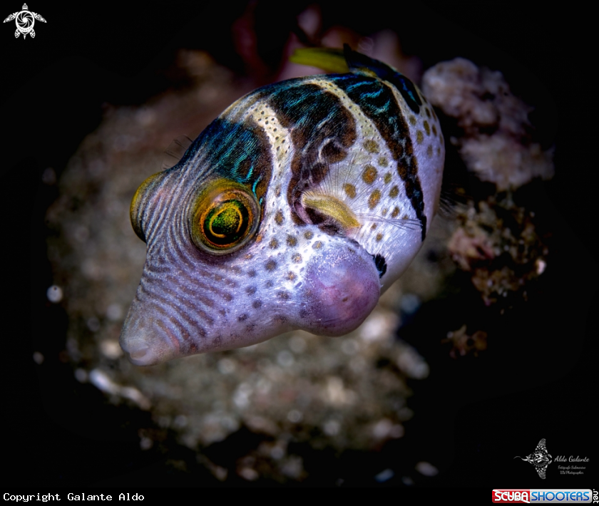 A Valentini Pufferfish