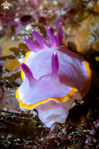 A Nudibranch Felimida