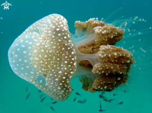 A white-spotted jellyfish
