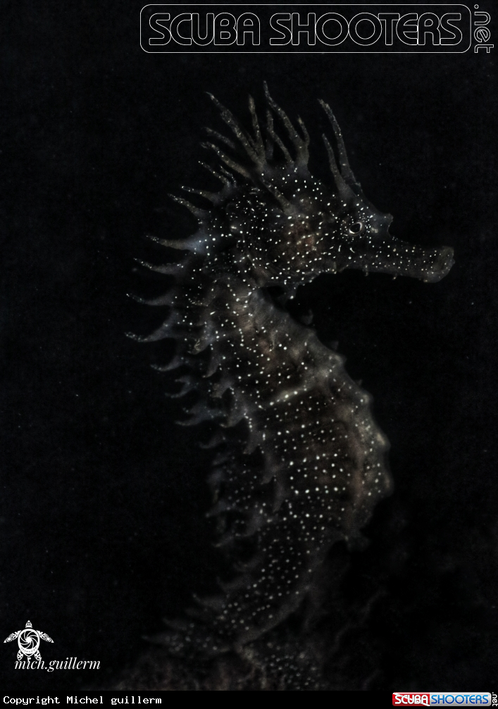 A Hippocampus guttulatus 