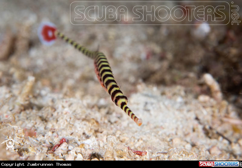 A Pipefish 