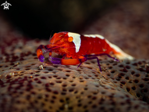 A Zenopontonia rex | Emperor Shrimp