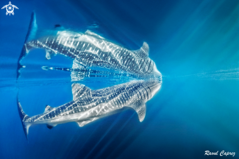 A Whale shark