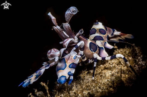 A Hymenocera picta | Harlrquin shrimp