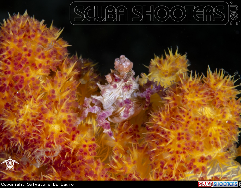 A Soft coral Crab 