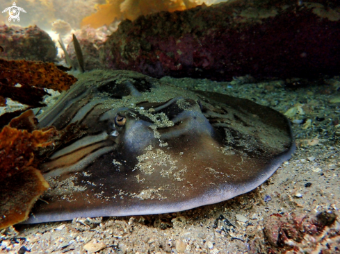 A Trygononrrhinidae | Fiddler ray