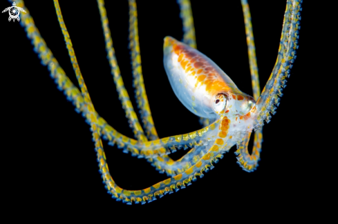 A Macrotritopus sp. | Long Arm Octopus