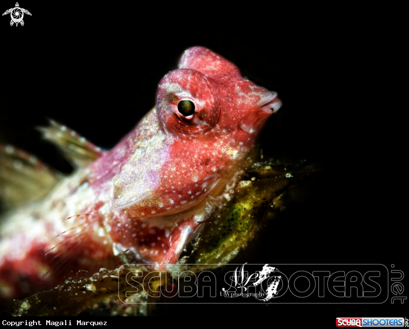 A Red dragonet 