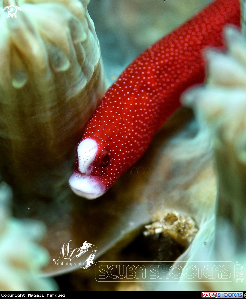 A Braun's pughead pipefish