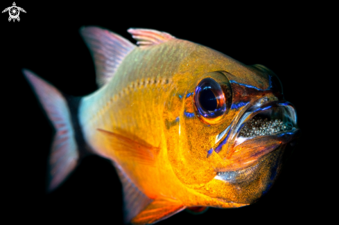 A Ostorhinchus aureus | Cardinal Fish