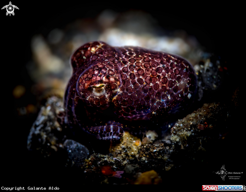 A Bobtail squid (3 cm)