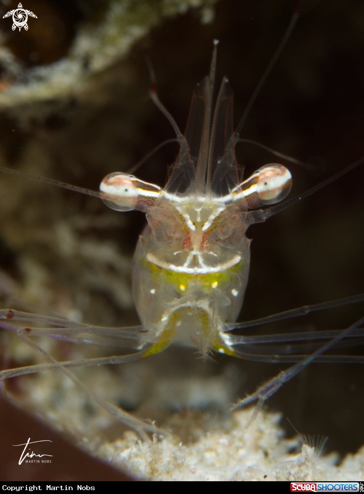 A Cuapetes Shrimp