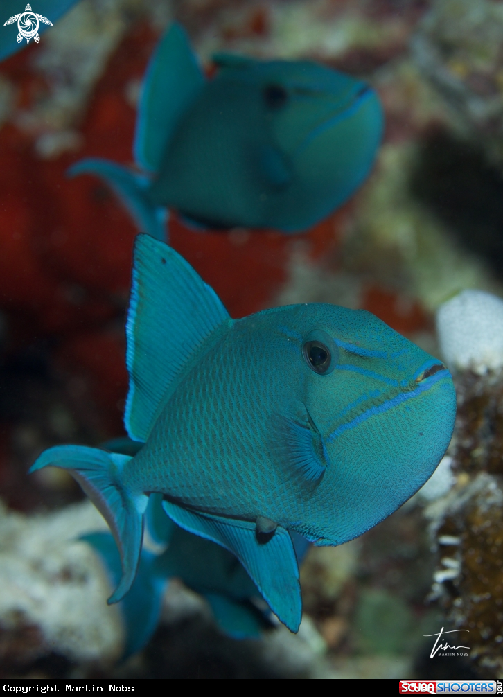 A Red toothed Triggerfish