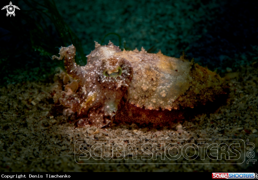 A Cattlefish