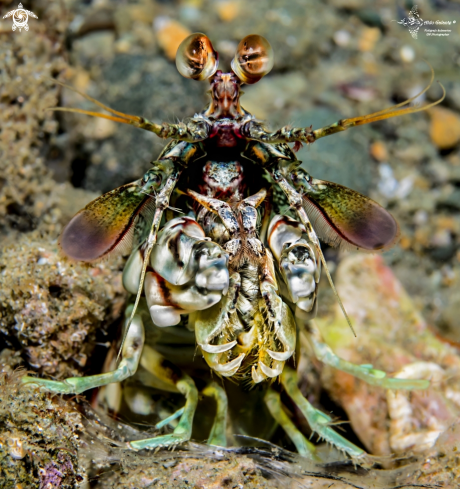 A Pink eared mantis shrimp