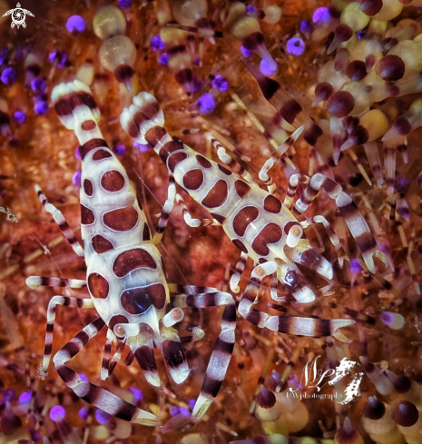 A Periclimenes colemani | Coleman Shrimp 