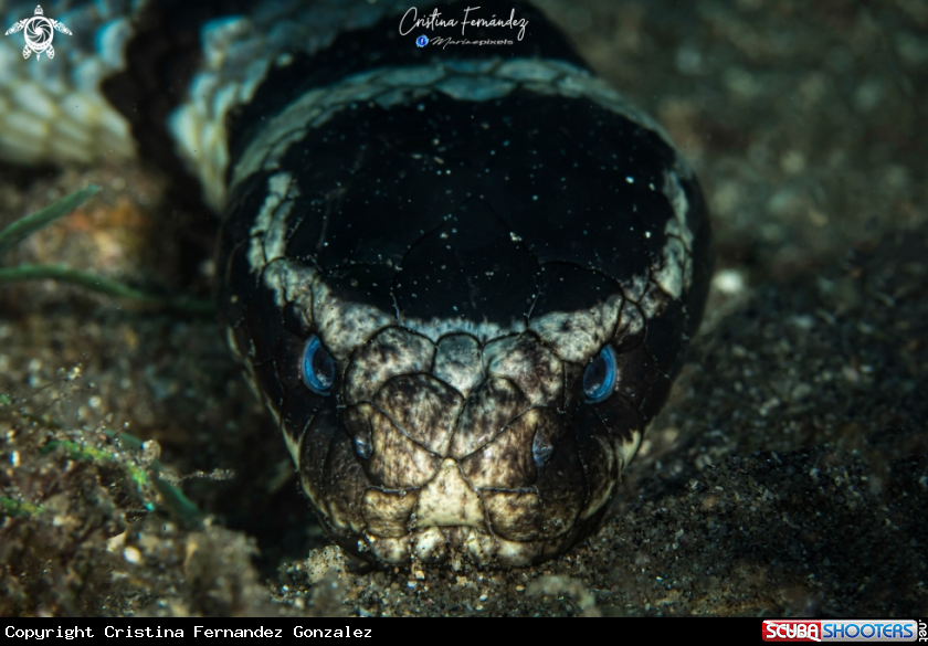 A Black banded sea snake