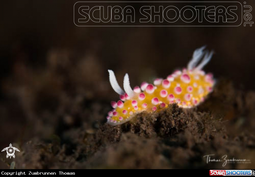 A Nudibranch 