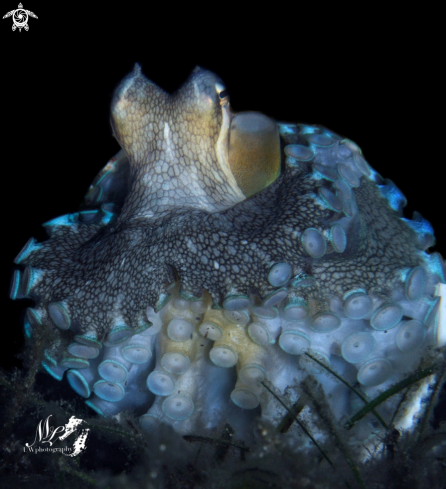 A Amphioctopus marginatus  | Coconut octopus 