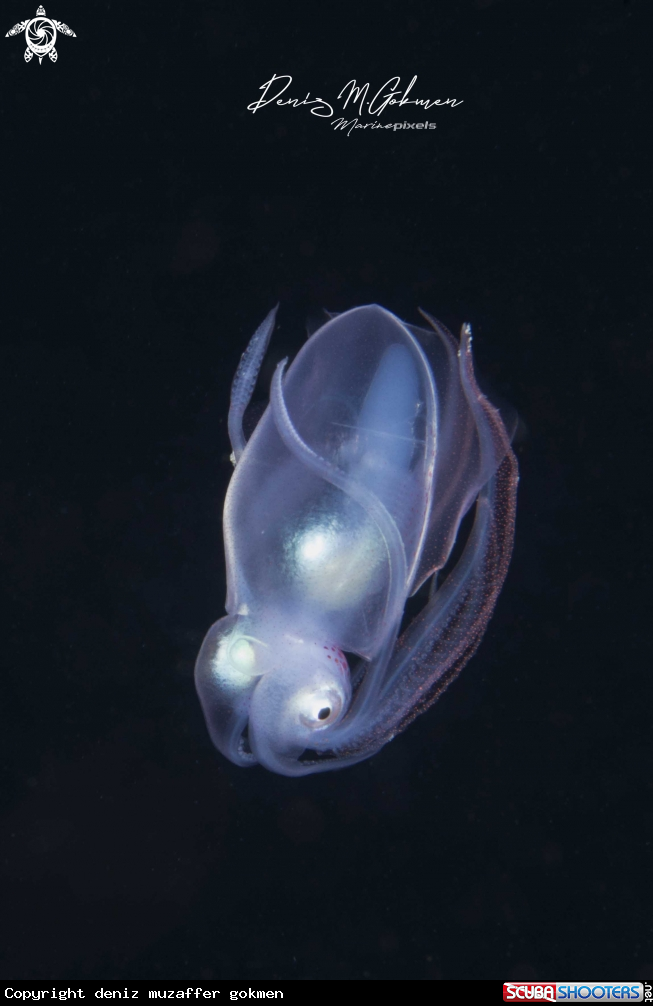 A diamond squid