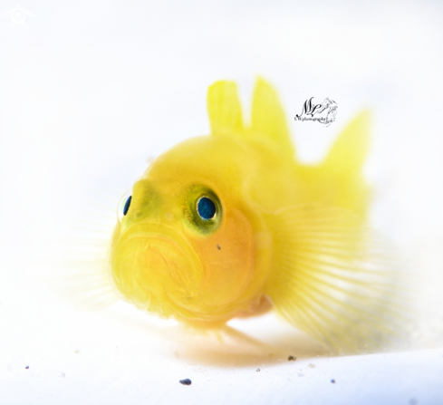 A  Gobiodon okinawae | Yellow Gobyfish