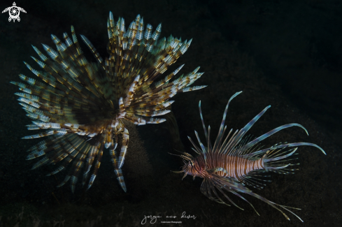A Lionfish & Magnificent feather duster worm