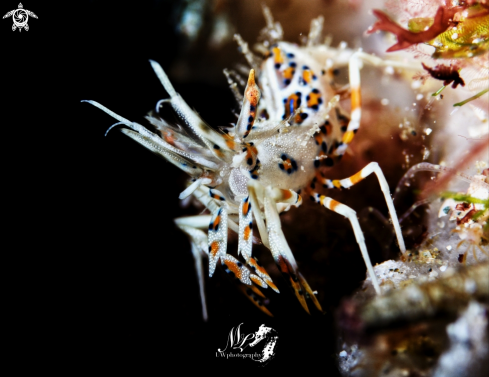 A Phyllognathia ceratophthalma | Spiny tiger Shrimp 