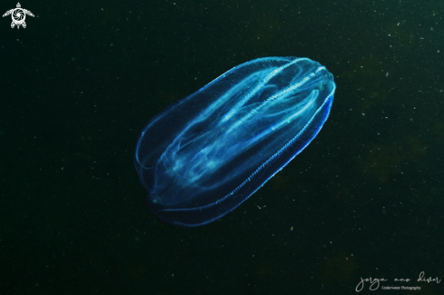 A Leucothea multicornis | Comb Jelly, ctenophore