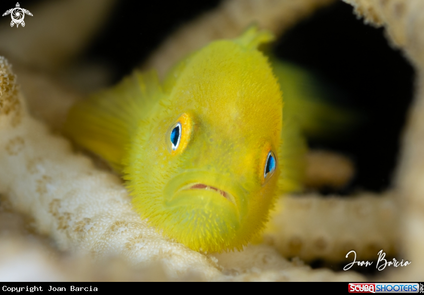 A Yellow coral goby