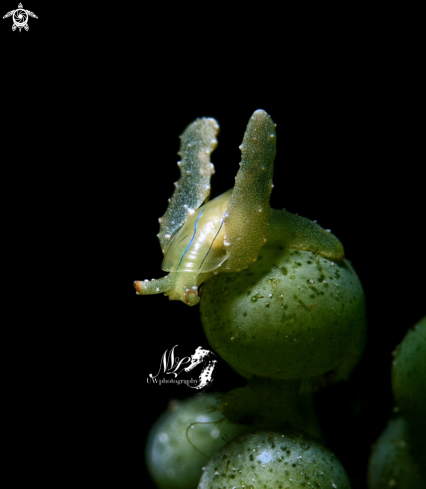 A Lobiger viridis | Sea snail