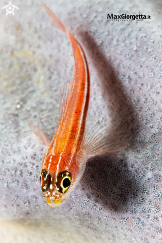 A red goby