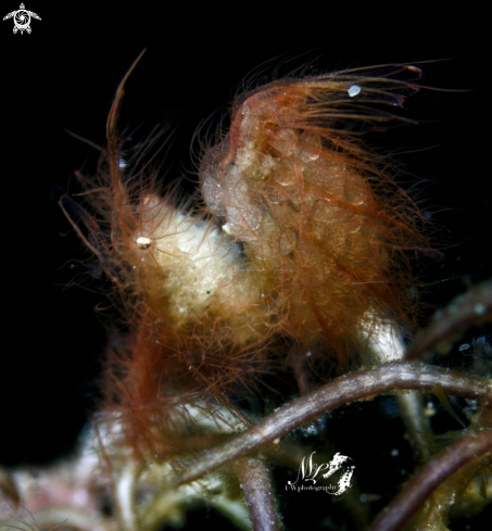 A Hairy Shrimp 