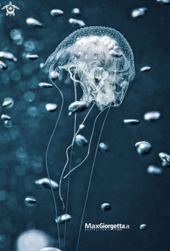 A jellyfish | jellyfish