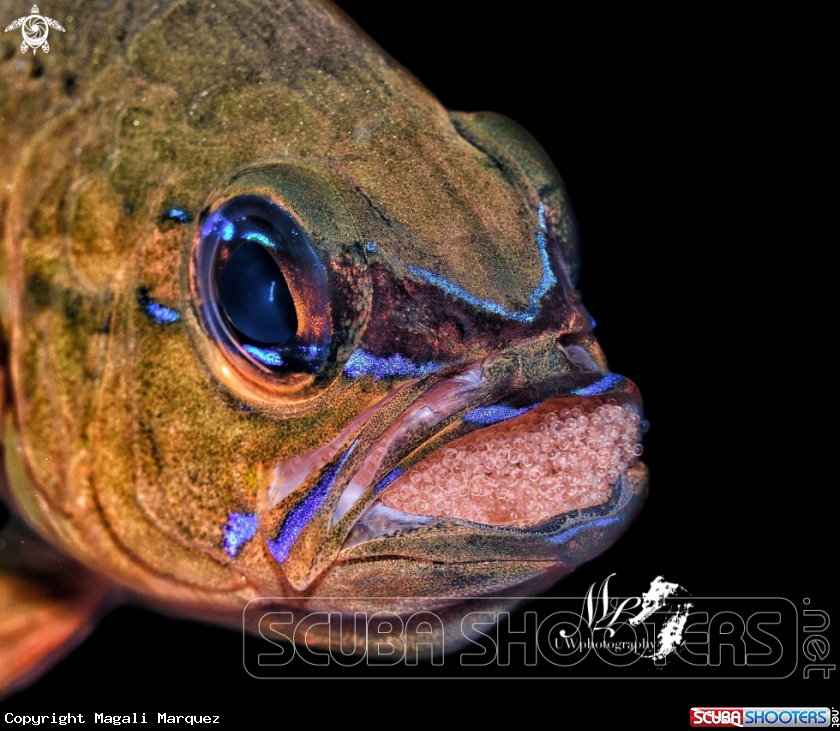 A  Ring tailed Cardinalfish 