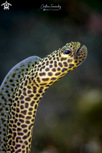 A Heterocongri taylori | Garden eel
