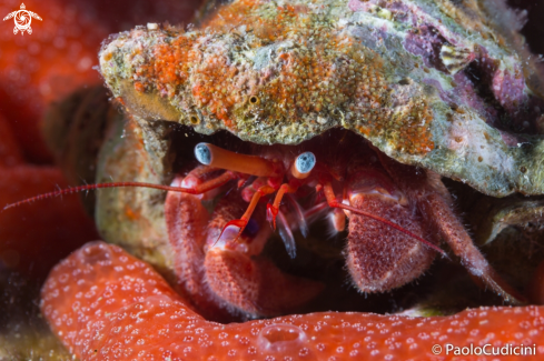 A Dardanus  arrosor | Mediterranean Hermit Crab