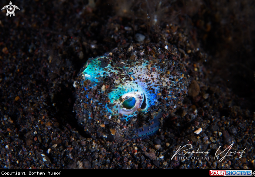 A The bobtail squid