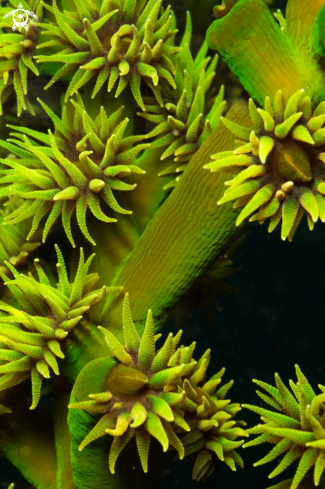 A green coral