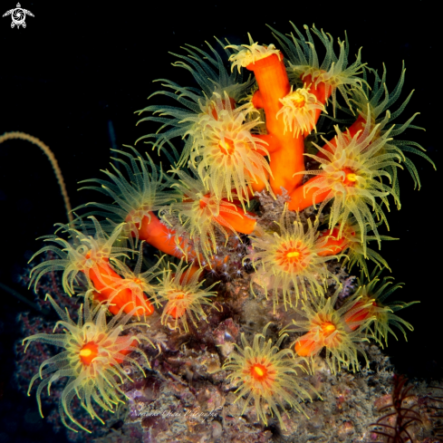 A Orange cup coral