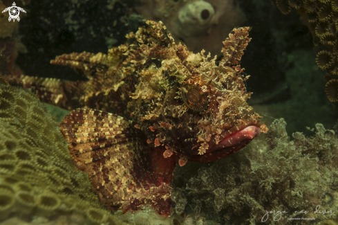 A Scorpaena plumierii | Spotted scorpionfish