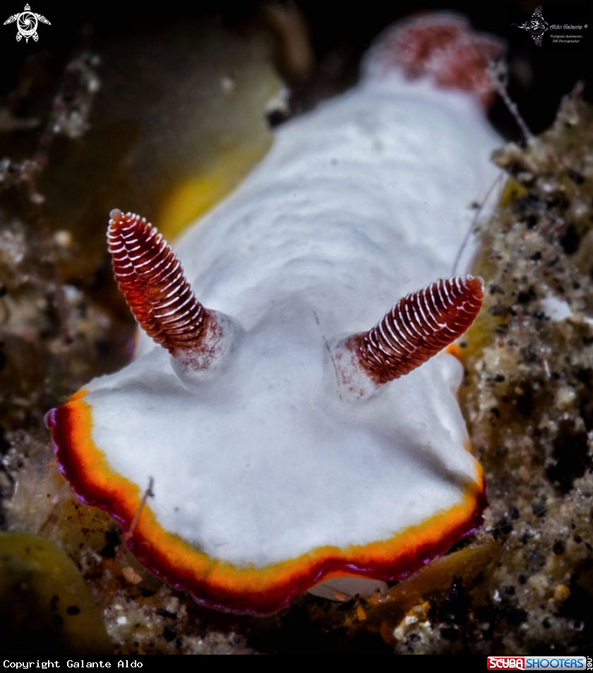 A Goniobranchus Nudibranch ( 15 to 30 mm.)