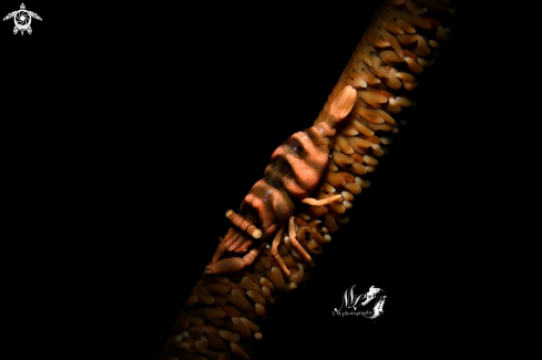 A Pontonides ankeri | Anker's whip coral Shrimp 