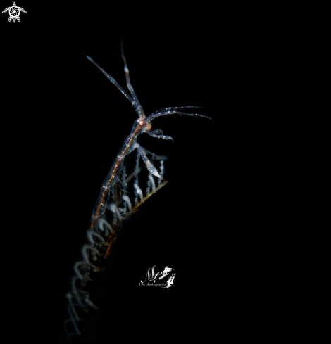 A Skeleton Shrimp 