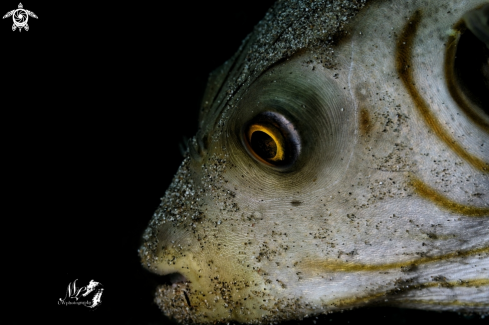 A Arothron manilensis | Narrow-lined pufferfish 