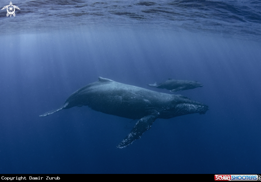 A Humpback Whales