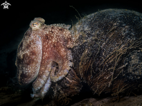 A Amphioctopus marginatus  | Coconut Octopus