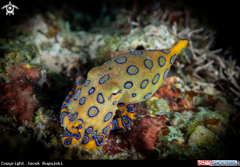 A Blue-ringed Octopus